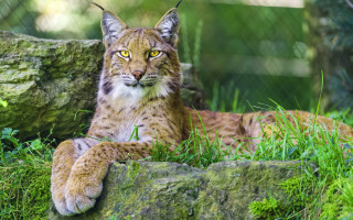 Large cat sitting green field - a lush green field next free wallpaper