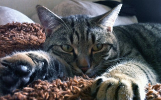 Cat blanket pillow oversized realistic - felix octavius carr darley free wallpaper