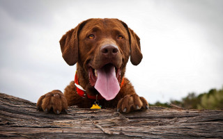 Dog tongue out log sitting - its tongue free wallpaper