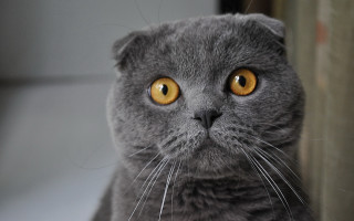 Gray cat yellow eyes curious - a gray cat free wallpaper