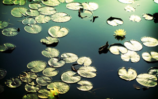 Pond water lilies leaves sunny - a sunny day free wallpaper