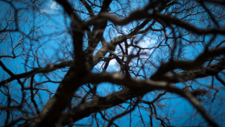 Bare tree blue sky autumn - a few branch free wallpaper