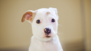 White dog brown ears serious - a black nose free wallpaper