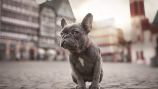 Small dog cobblestone street town - a small dog free wallpaper