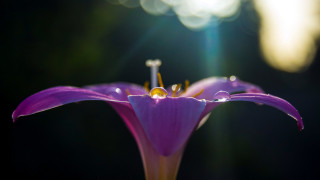 Purple flower yellow center green 15 - naturalism free wallpaper