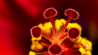 Red yellow flower macro abstract - a blurry background free wallpaper for desktop