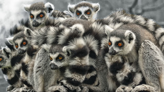 Small animals rock wall steam - steam free wallpaper