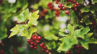 Berry branch snout bokeh nature - naturalism free wallpaper