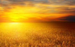 Sunset tallgrass horizon clouds orange - the sun free wallpaper