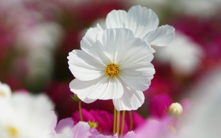 White flower closeup pink background - a yellow center in the center free wallpaper