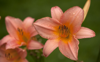 Pink flower water droplets macro 6 - petal free wallpaper