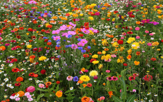 Flower field sky clouds puzzle - colorful flower free wallpaper