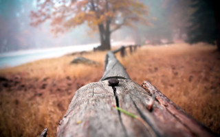 Wooden bench field tree fog - dave melvin free wallpaper