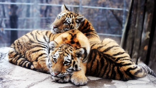 Tiger animals zoo rock forest - a rock together free wallpaper