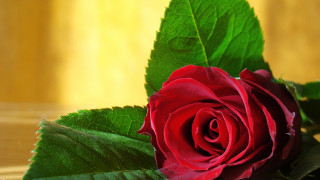 Red rose yellow background macro - a yellow wall behind free wallpaper