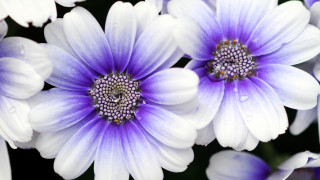 Purple bloom waterdrop bee macro - a bee free wallpaper