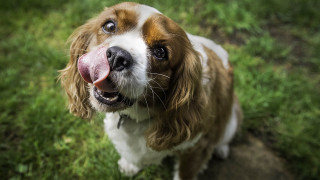 Long tongue dog field green - a long tongue free wallpaper