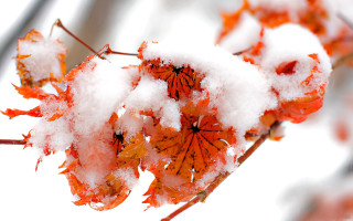 Snow plant leaves autumn burnt - stem free wallpaper