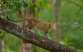 Leopard branch forest green jigsaw - a tree branch in a forest area free wallpaper