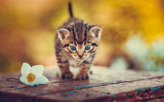 Kitten flowers wooden surface blurry - artur tarnowski free wallpaper