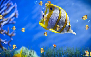 Fish ocean swimming holography kenomo - beeple free wallpaper