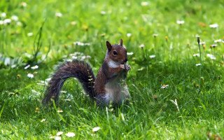 Squirrel eating nut in grass - a squirrel free wallpaper