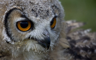 Owl orange eyes black beak - a black beak free wallpaper