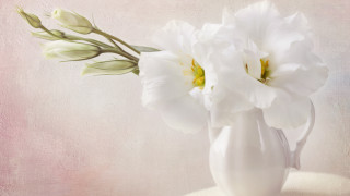 White vase white flowers pink - a white vase free wallpaper