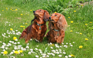 Dogs flowers grass impressionist painting - two dog free wallpaper