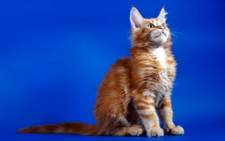 Cat surprised orange shiba outdoors - something free wallpaper