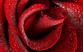 Red rose water droplets gothic 13 - petal and petals free wallpaper