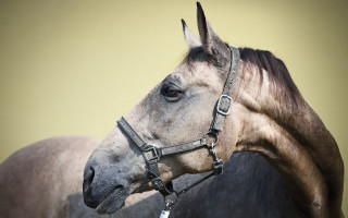 Horse bridle background detailed facial - facial feature free wallpaper
