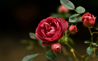 Red rose green leaves macro 3 - stem free wallpaper