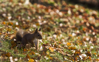 Squirrel grass leaves tree bokeh - the ground and grass free wallpaper