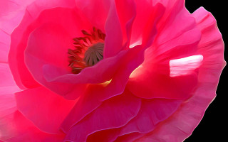 Pink flower black background white 5 - a white center free wallpaper