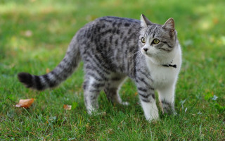 Cat green field bird collar - a collar free wallpaper
