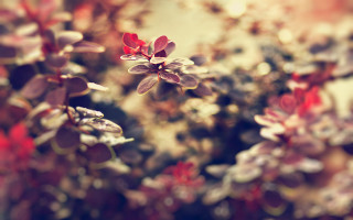 Red flower butterfly shallow depth - a close up of a plant free wallpaper