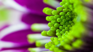Flower bokeh macro glow hydrangea - dennis ashbaugh free wallpaper for desktop