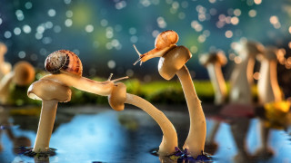 Snails table blue fireworks surrealism - surrealism free wallpaper