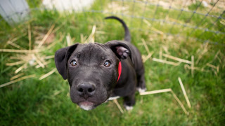 Black dog grass red collar - a black dog free wallpaper