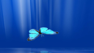 Blue butterfly reflection hologram magic - the water below free wallpaper