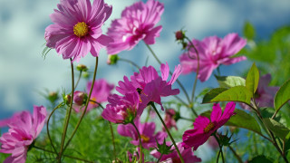 Pink flowers grass clouds macro - the background free wallpaper