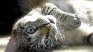 Cat laying on floor blue - a photorealistic painting free wallpaper