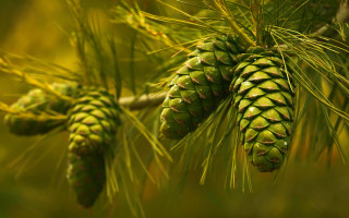 Pine cone closeup green leaves - the background and a blurry background free wallpaper