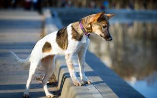 Dog ledge water people blurry - a ledge free wallpaper