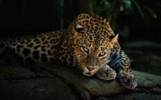 Leopard rock dark eyes closed - its paw free wallpaper