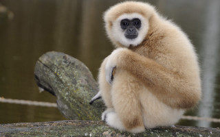 Monkey sitting on branch over - a tree branch in front free wallpaper