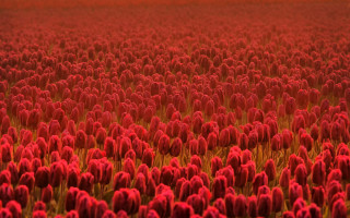 Red flower field bloom tilt - bloom free wallpaper