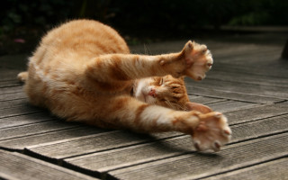 Cat laying on deck arabesque - dynamic pose free wallpaper