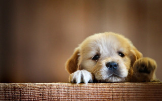 Puppy table furry melting dog - melting free wallpaper